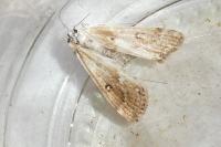 Parapoynx stratiotata