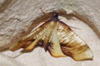 Plagodis dolabraria