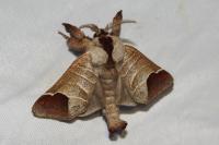 Clostera curtula