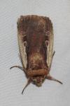 Ochropleura plecta