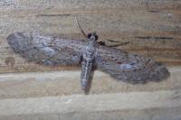 Eupithecia scopariata