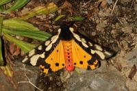 Arctia villica