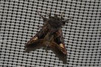 Euplexia lucipara