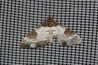 Melanthia procellata