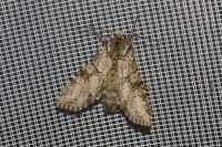 Polia nebulosa