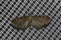 Eupithecia haworthiata