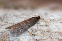 Episcythrastis tetricella