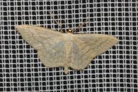 Scopula floslactata
