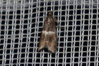 Elegia similella