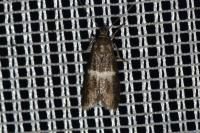 Elegia similella