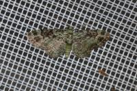 Pasiphila rectangulata