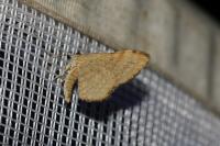Euchoeca nebulata