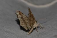 Macaria alternata