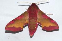 Deilephila porcellus