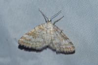 Perizoma albulata