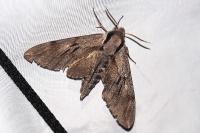 Hyloicus pinastri
