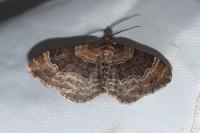 Xanthorhoe spadicearia