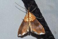 Agrotera nemoralis