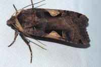 Xestia c-nigrum