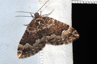 Lampropteryx suffumata
