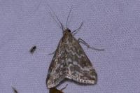 Evergestis frumentalis