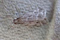 Eudonia pallida
