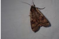 Noctua pronuba