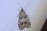 Eudonia lacustrata