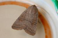 Hoplodrina ambigua/blanda