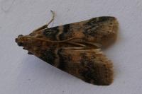 Euzophera pinguis