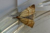 Chrysocrambus linetella