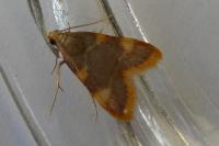 Hypsopygia costalis