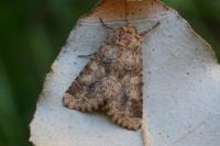 Conisania luteago olbiena