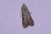 Lamoria anella