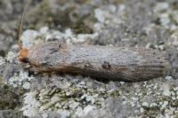 Lamoria anella