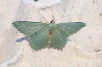 Hemithea aestivaria
