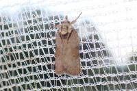 Nycteola revayana