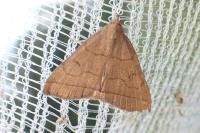 Herminia tarsipennalis