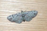 Pasiphila rectangulata
