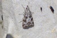 Scoparia pyralella