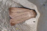 Mythimna impura