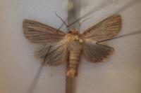Mythimna impura