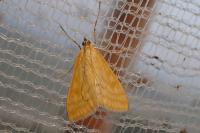 Sitochroa verticalis