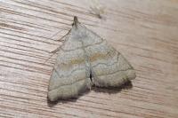 Herminia tarsicrinalis