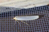 Eilema caniola