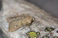 Agrotis simplonia