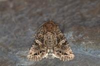 Anarta odontites