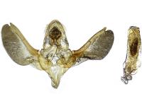 Episcythrastis tetricella