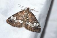 Perizoma alchemillata