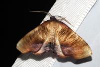 Plagodis dolabraria